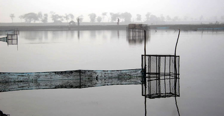 জেনে নিন গলদা চিংড়ি ঘেরের বৈশিষ্ট্য