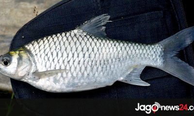 থাই সরপুঁটি যেভাবে চাষ করবেন