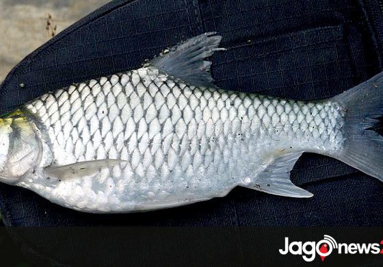 থাই সরপুঁটি যেভাবে চাষ করবেন