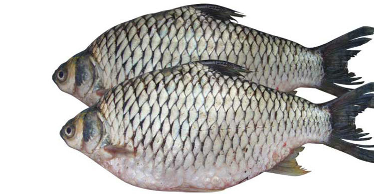 থাই সরপুঁটি যেভাবে চাষ করবেন