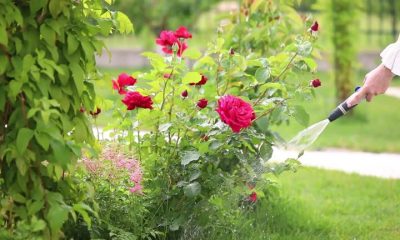 গোলাপ গাছের পরিচর্যা