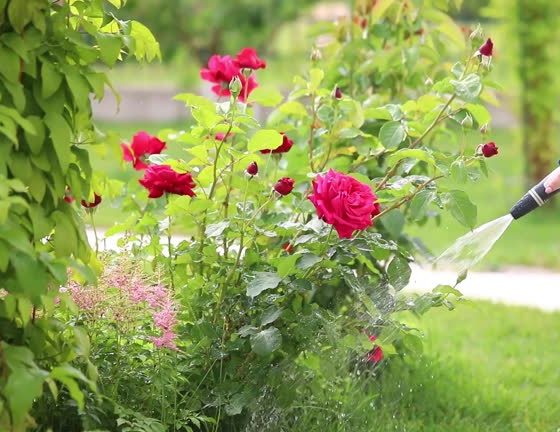 গোলাপ গাছের পরিচর্যা