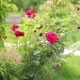 গোলাপ গাছের পরিচর্যা