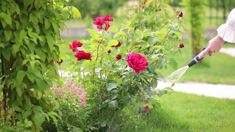 গোলাপ গাছের পরিচর্যা