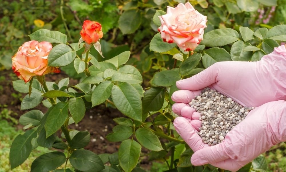 বাগানে গোলাপ গাছের সার প্রয়োগ পরিচর্যা
