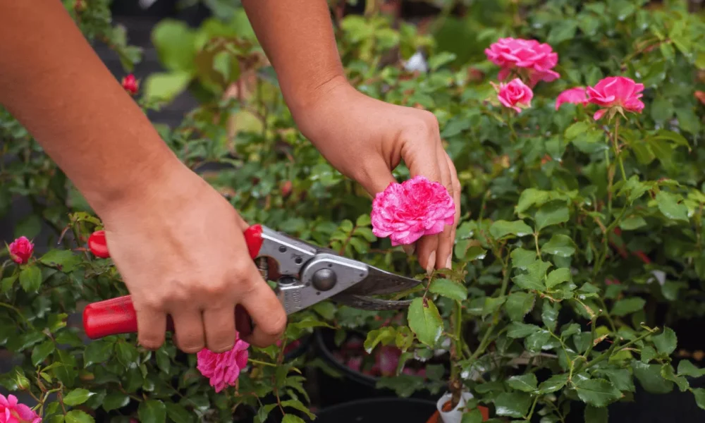 গোলাপ গাছের অঙ্গ ছাঁটাইকরণ পরিচর্যা