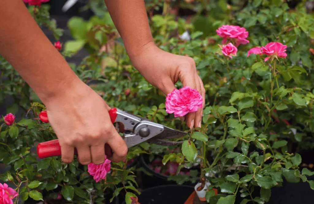 গোলাপ গাছের অঙ্গ ছাঁটাইকরণ পরিচর্যা