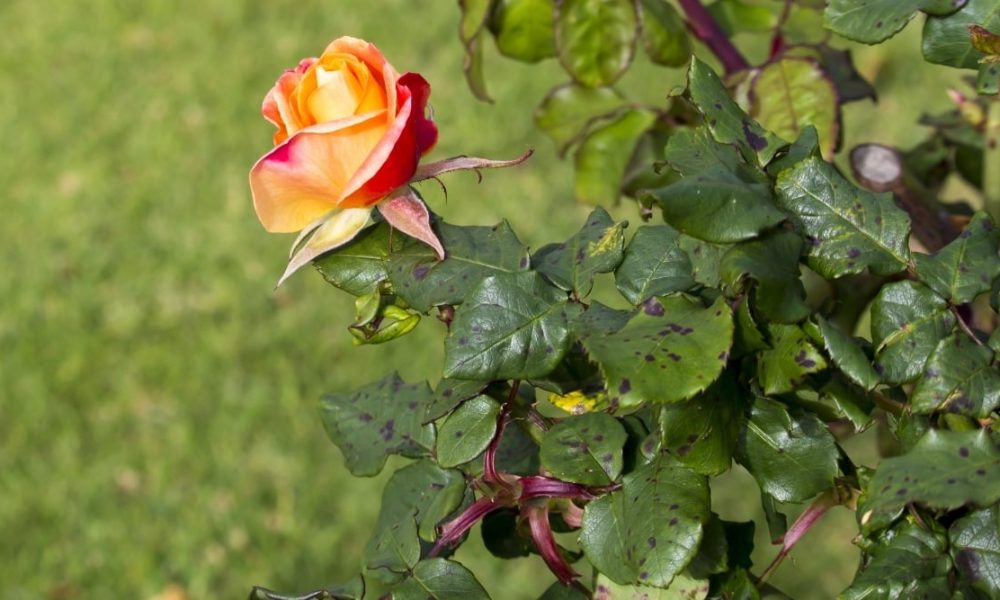 গোলাপ গাছের পোকা-মাকড় দমন পরিচর্যা