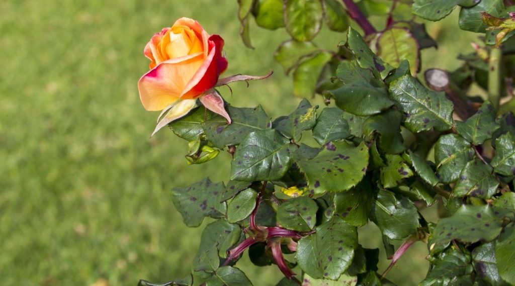 গোলাপ গাছের পোকা-মাকড় দমন পরিচর্যা