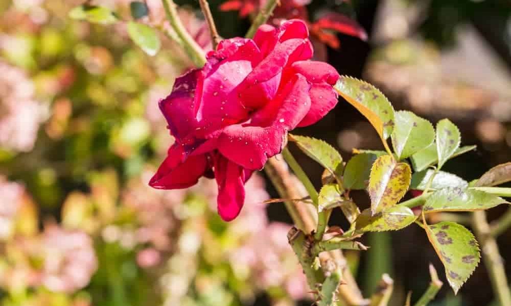 গোলাপ গাছের রোগ দমন পরিচর্যা