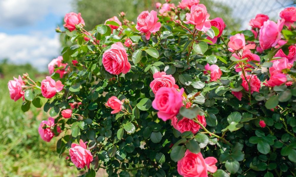 গোলাপ গাছের ফুল তোলার সময় পরিচর্যা