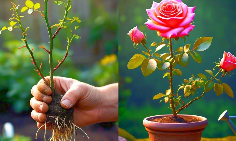 টবে গোলাপ গাছের পরিচর্যা