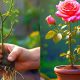 টবে গোলাপ গাছের পরিচর্যা